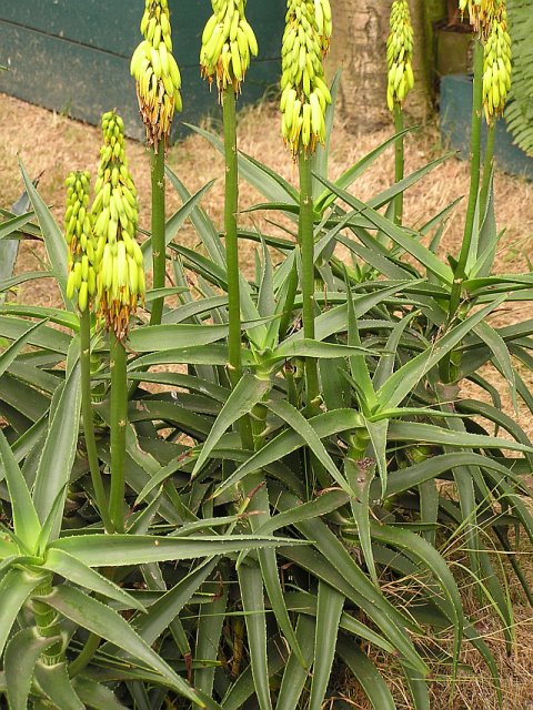 Aloe Striatula Alchetron The Free Social Encyclopedia 5384